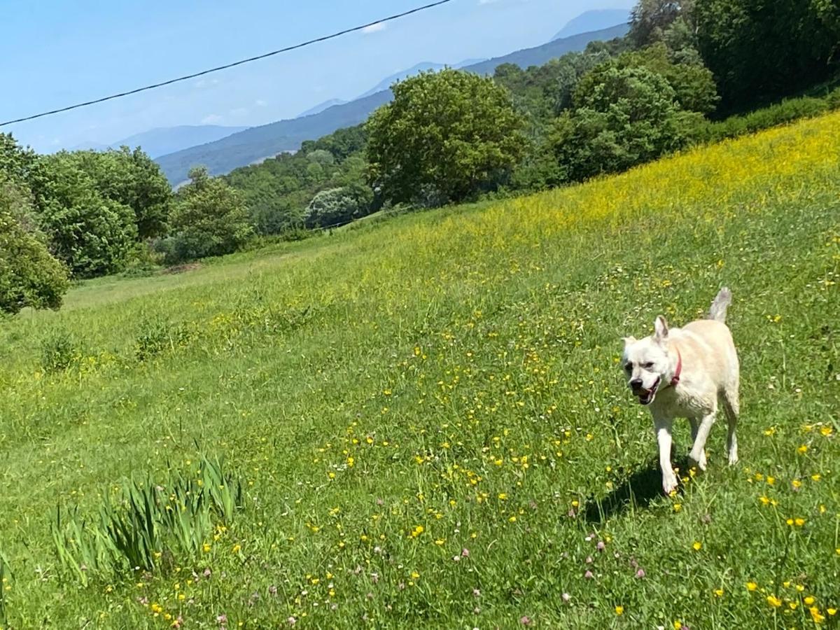 Gite Cocotte Luberon, Forcalquier Pierrerue  ภายนอก รูปภาพ